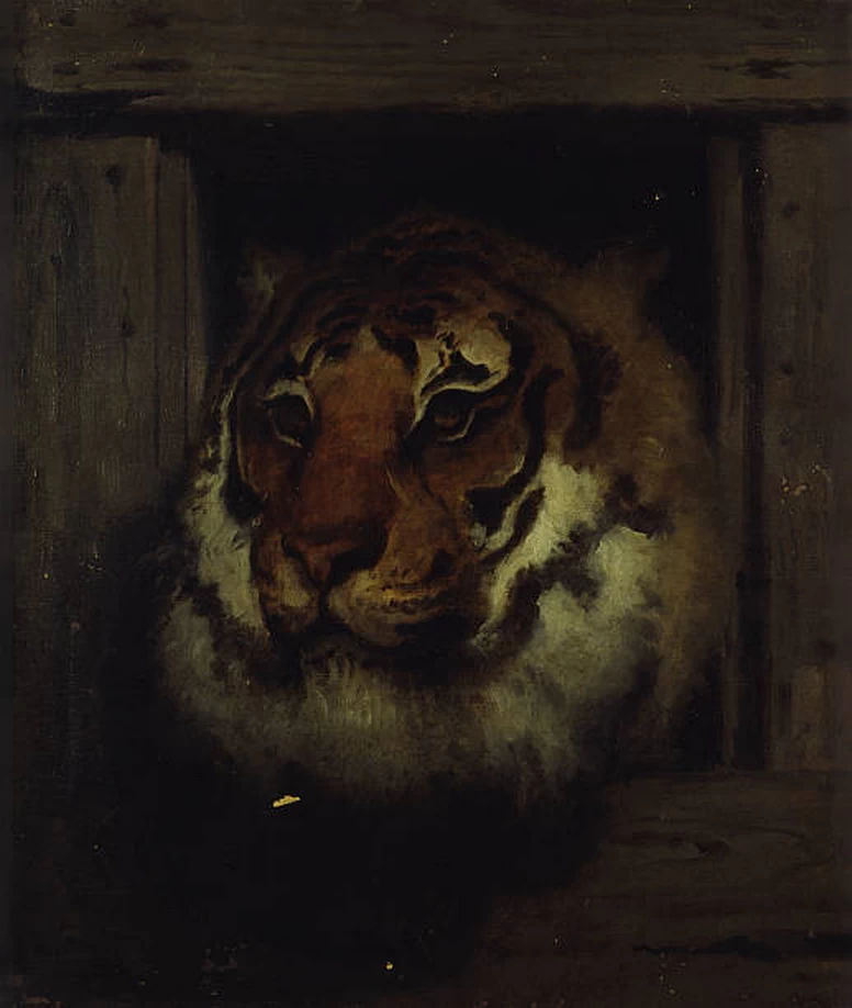 Testa di tigre - Accademia di Belle Arti di Brera, Milano